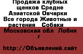 Продажа клубных щенков Средне Азиатской Овчарки - Все города Животные и растения » Собаки   . Московская обл.,Лобня г.